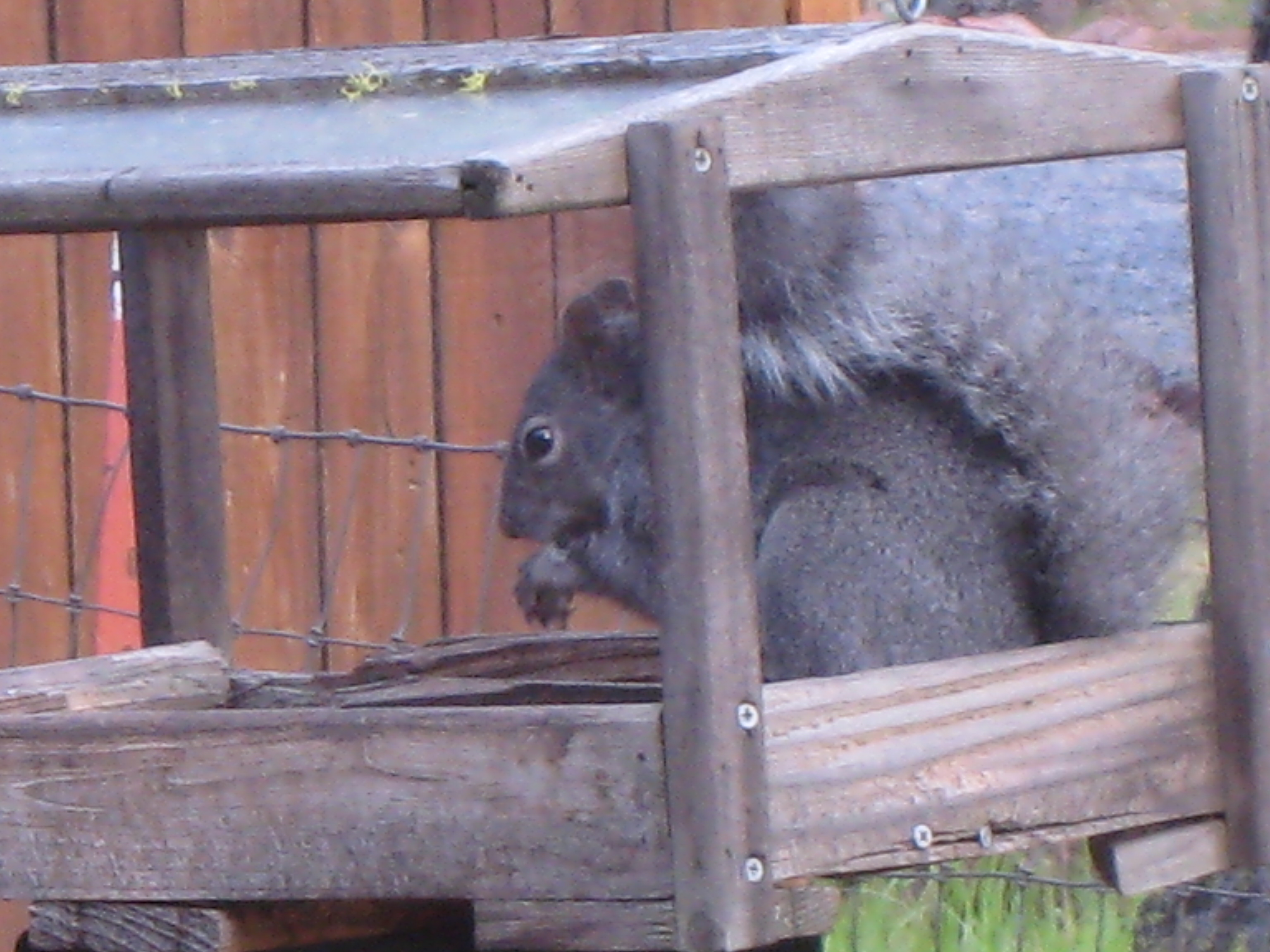 Got Holiday Squirrel Brain?